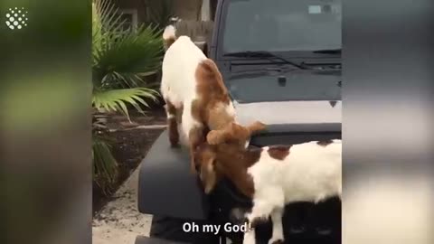 Funny video of animals