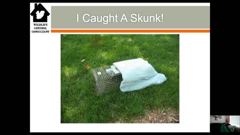 Striped Skunks Handling Special Situations (Mephitis mephitis)