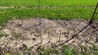 Apple rootstock harvesting