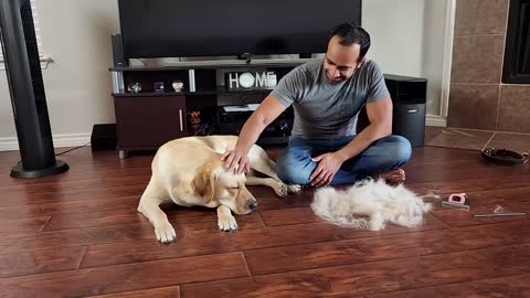 What Deshedding My Labrador Dog Looks Like During Shedding Season