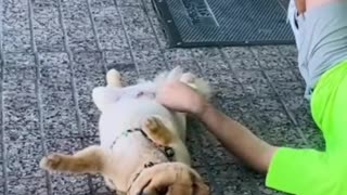 the moment the dog pretends to faint