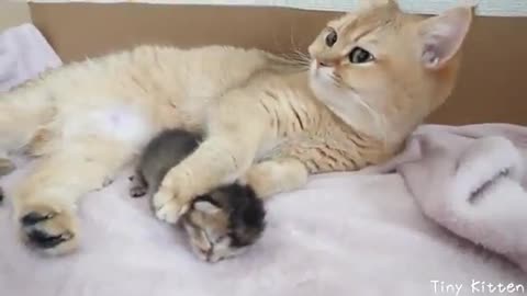 cat gets a helping trunk from its mother - Yahoo Video Search Results