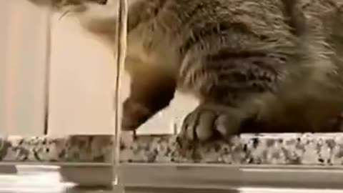cat playing water
