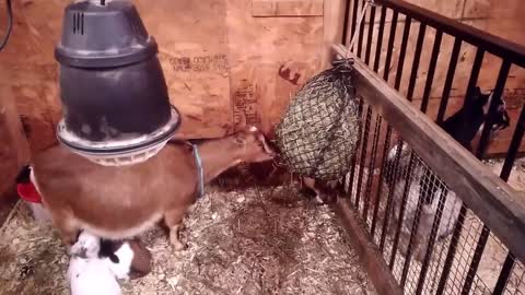 Goat Birthing Stalls & Preparing Them For Kidding