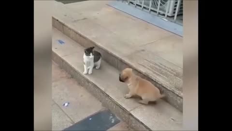 Cat and Dog Fight