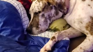 Great dane shares pillow with little boy during a sleepover!