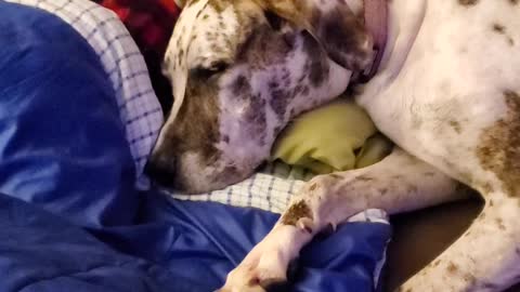 Great dane shares pillow with little boy during a sleepover!