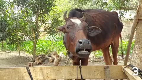 Have you ever heard the sound of a cow? Click on the video and hear the sound in a new way.