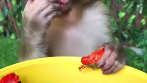 Food eating monkey video animal videos