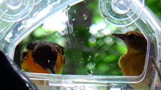 Orioles