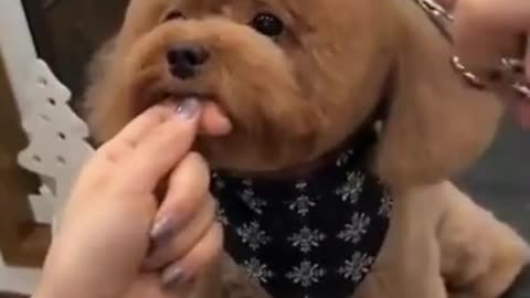 Funny and cute dogs