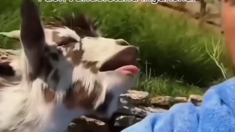 Goat funny video