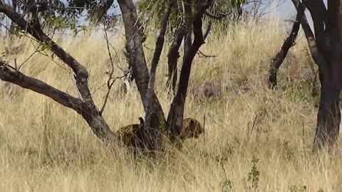 Amazing Baboon Save Impala From Leopard Jumps Tall Tree To Ambush | Leopard Hunting Fail