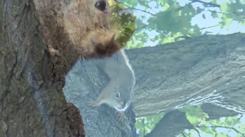 Squirrel Speak To Squirrels