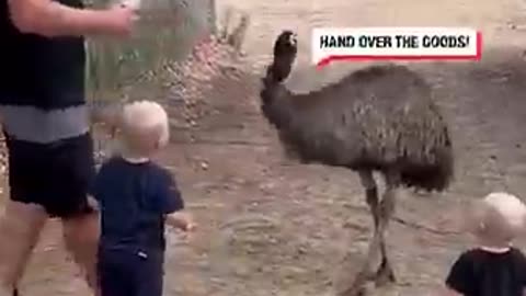 Ostrich-Off Fun with Two Playful Kids