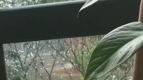 Rain ,My window