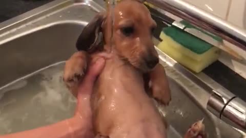 Cachorra de Dachshund disfruta de la hora del baño