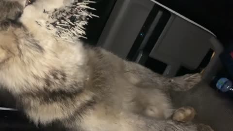 Eddy the Dog Had a Run in with a Porcupine