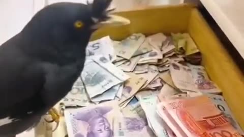 I need this bird