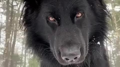 Black dog watch