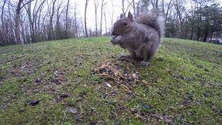 Gray Squirrel