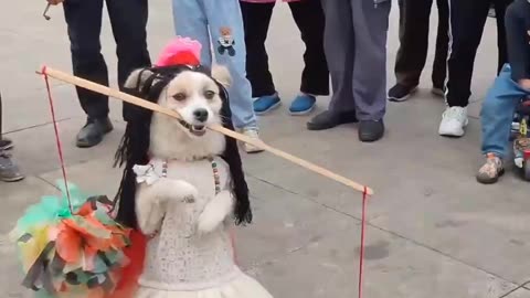 Dog funny dance video