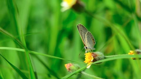 Amazing butterfly on the flower