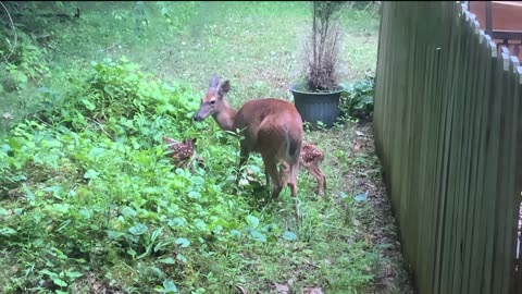 Deer 🦌 NW NC at The Treehouse 🌳 Lady takes her & Hattie’s fawns for a walk around their new home