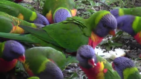 Rainbow lorikeet parrot