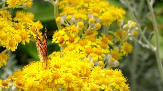Butterfly on small yellow flowers