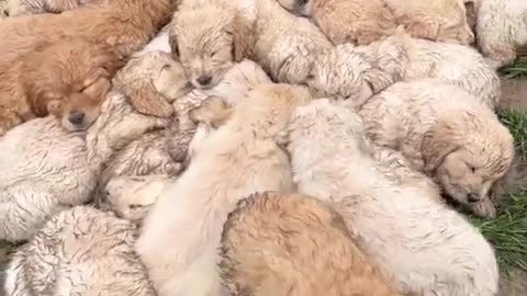 Biggest Puppy Pile!