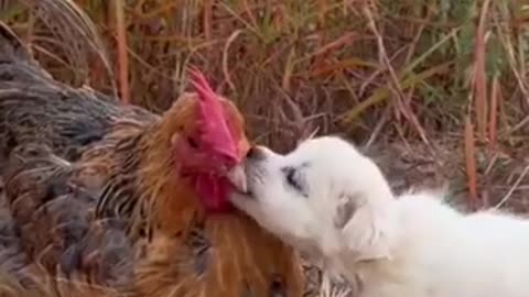 The puppy asks the mother chicken to keep warm🐔🐶❤️ #shorts #puppy #chicken