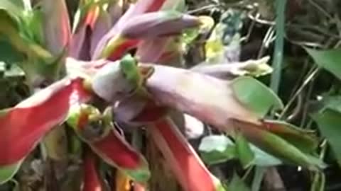 15 banana plants grow flowers on the tops