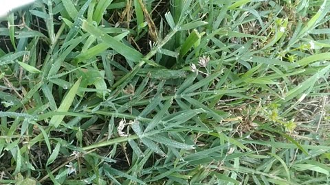 Identifying "Wild Bermuda Grass" In Lawn?