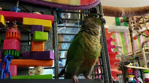 Green Cheek Conure Has The Best Dance Moves