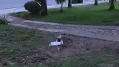 Pug Adorably Fetches The Newspaper For Owner