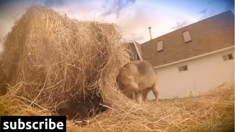 Farm dogs at play in a hay bale