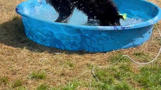 German Shepherd/Husky Mix Loves Playing in Water
