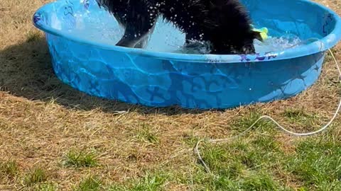 German Shepherd/Husky Mix Loves Playing in Water