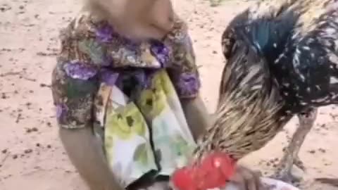 Monkey loves Cock