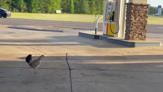 Fresh Chicken at the Gas Station