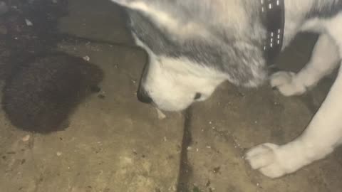 Husky meets Hedgehog again !