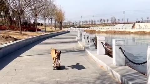 Belgian Malinois pretending the skateboard gets lost 🐶