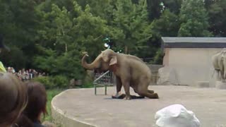 Man almost gets crushed by an elephant