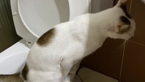 The most polite cat of the year, going to the toilet in the right place
