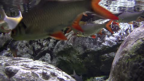 Redfin Tinfoil Barbs swimming in fresh water between rocks