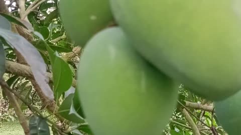 Beautiful Mango Garden