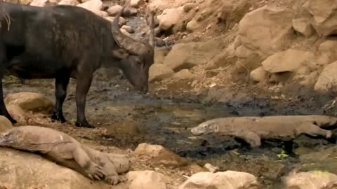 Komodo dragon saliva kills buffalo