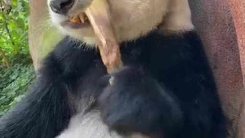 cute panda expression when eating