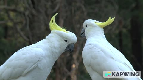 The Melodious Marvel: Exploring the Enchanting World of Cockatiel Parrots